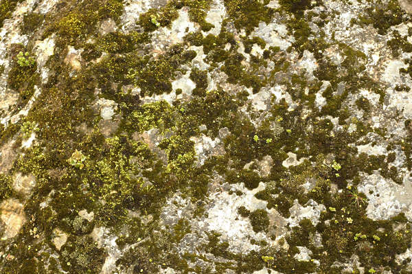 Why Autumn is the Perfect Time to Tackle Moss