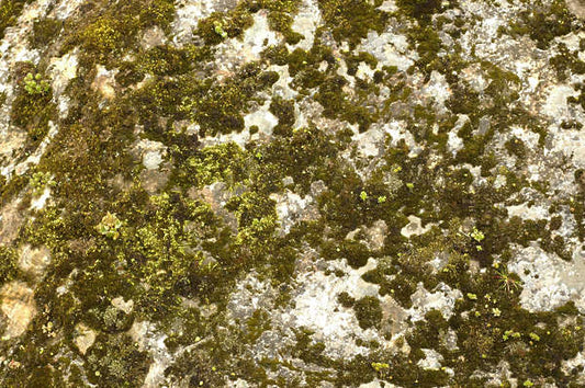 Why Autumn is the Perfect Time to Tackle Moss