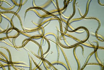What are Nematodes? Why are they so beneficial?
