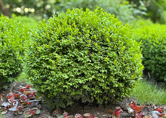 protect your box tree bushes from the box tree moth