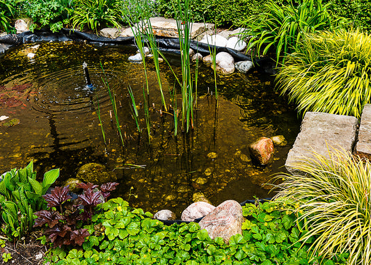 a garden pond can be a great attraction for wildlife