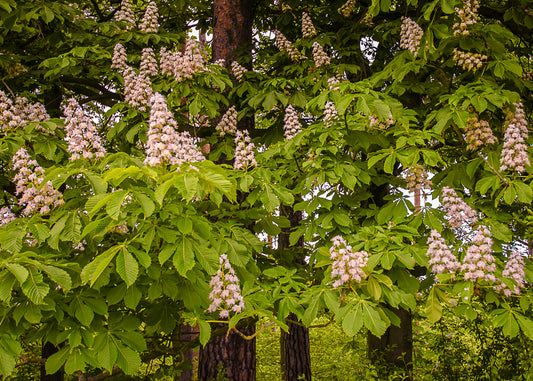 the horse chestnut leafminer moth can cause serious damage to your tree and its leaves