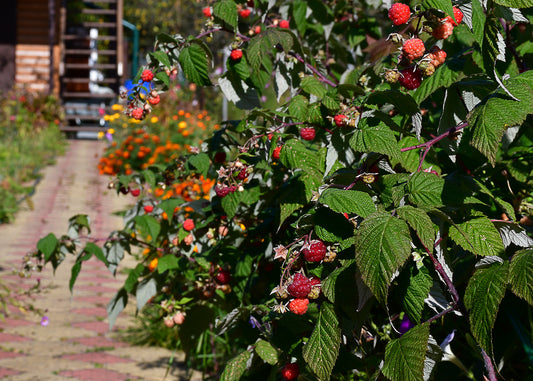 raspberry bushes are targeted by the raspberry beetle so protect your crop