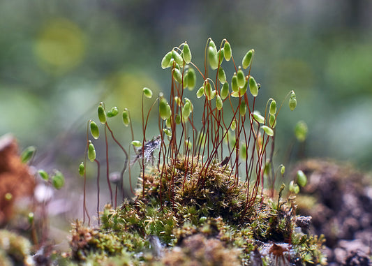 Moss growing on a rock. Moss can grow in unusual places.