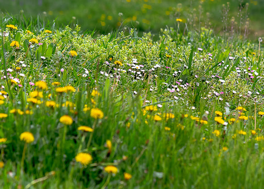 weeds may need to be killed in some areas but use glyphosate free chemicals