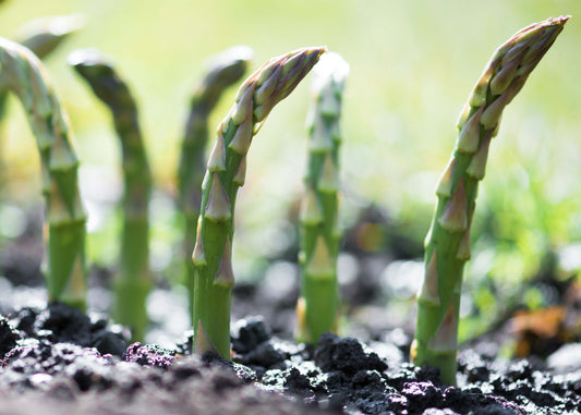 asparagus spears growing, these can be protected with asparagus beetle nematodes