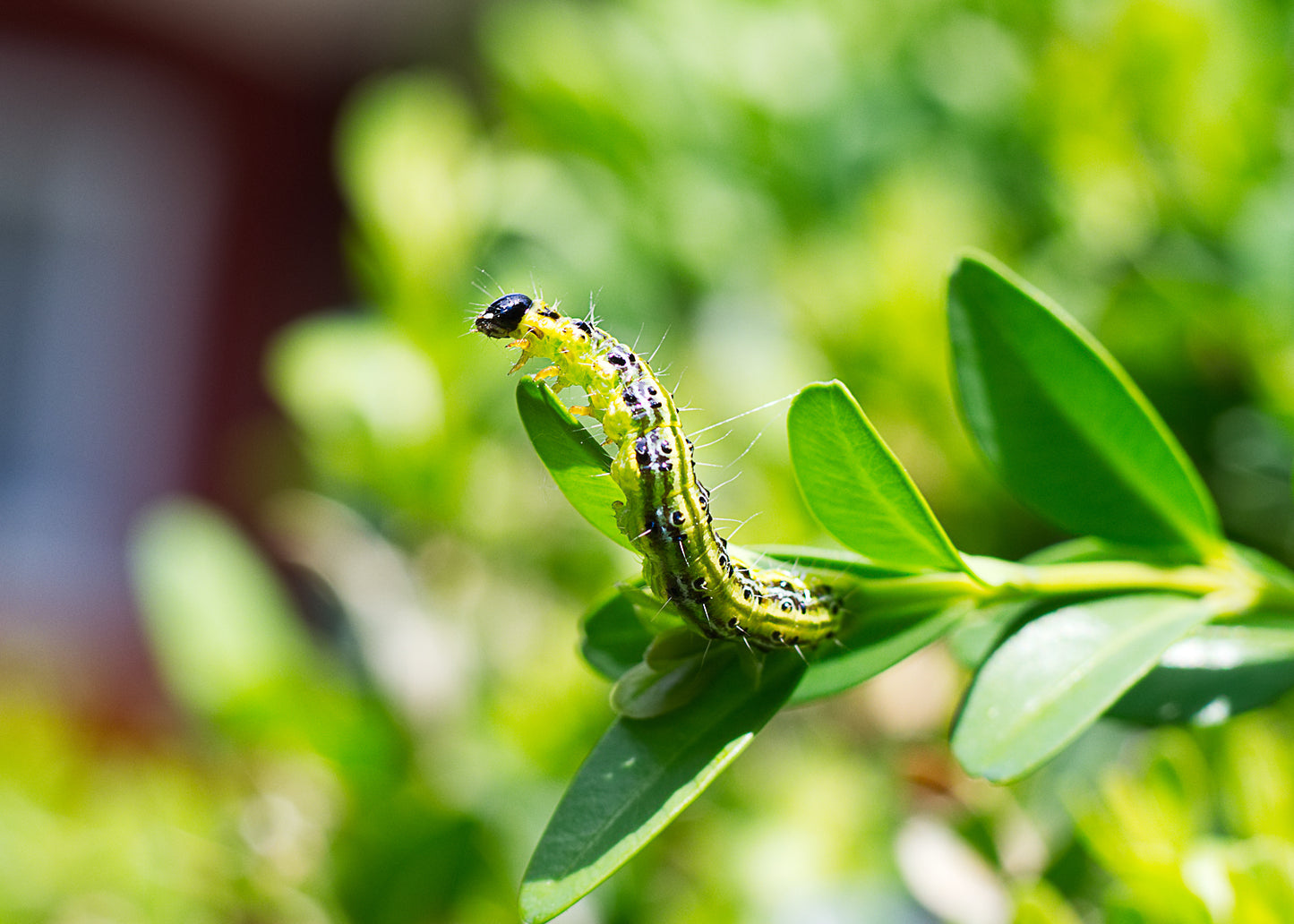 Box Tree Caterpillar