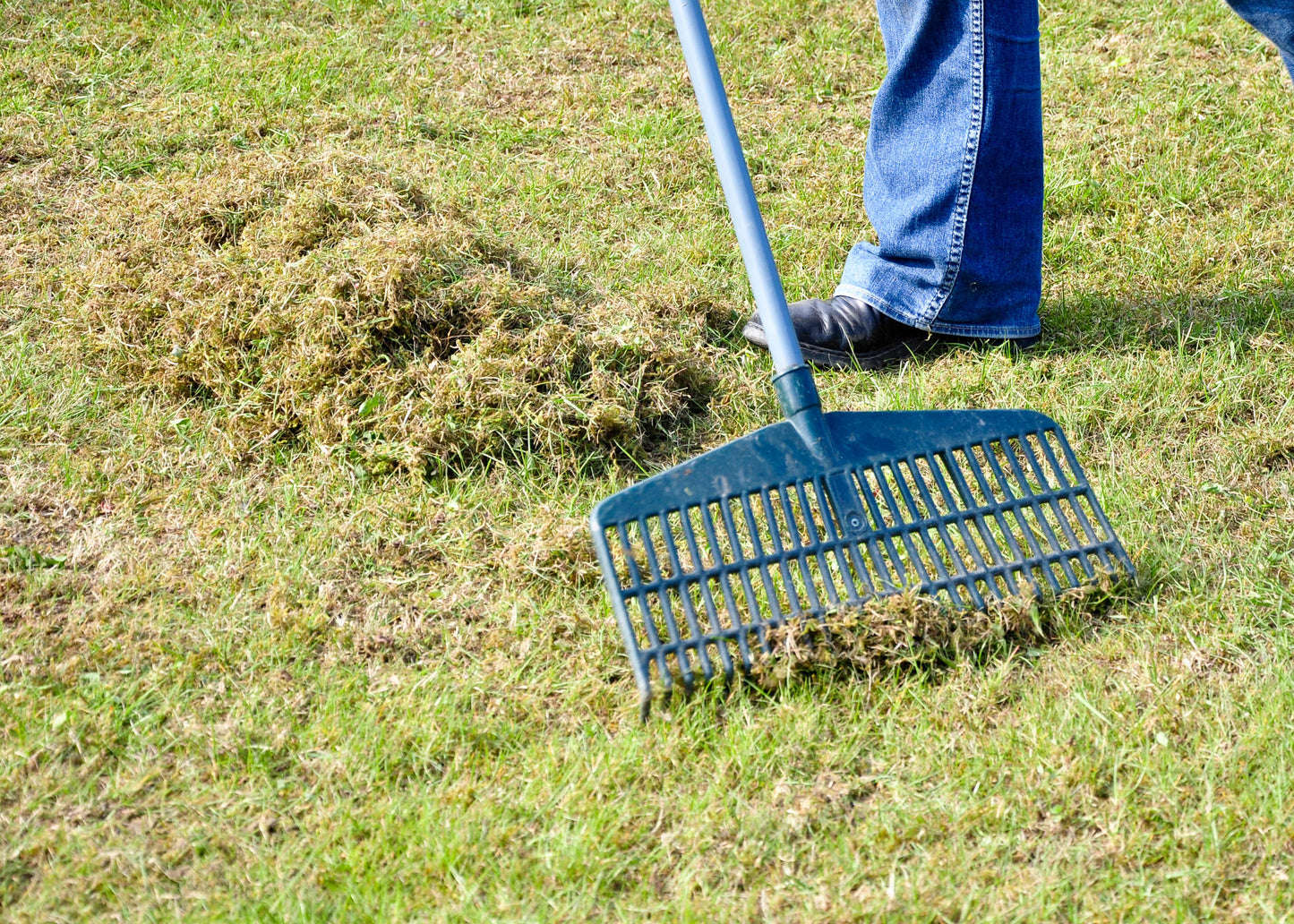 removing moss and weeds from lawn
