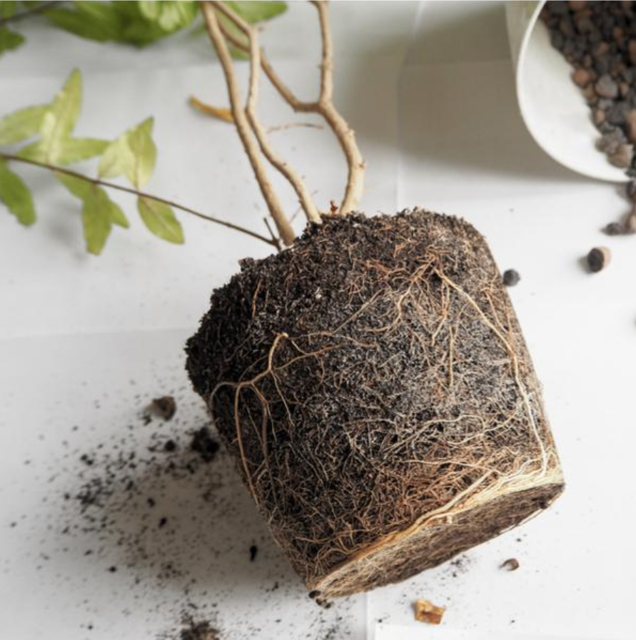 Root Stimulator Boost