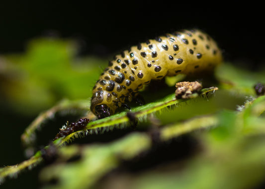 photo of the Viburnum Beetle larvae which can be controlled with our nematodes