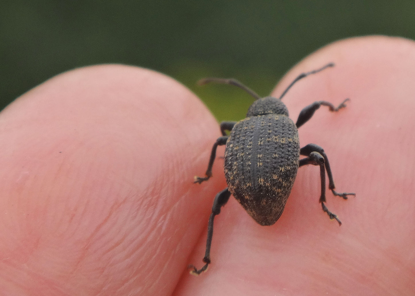 vine weevil that can be controlled by using our nematodes vine weevil killer which is a natural way to control vine weevil infestation