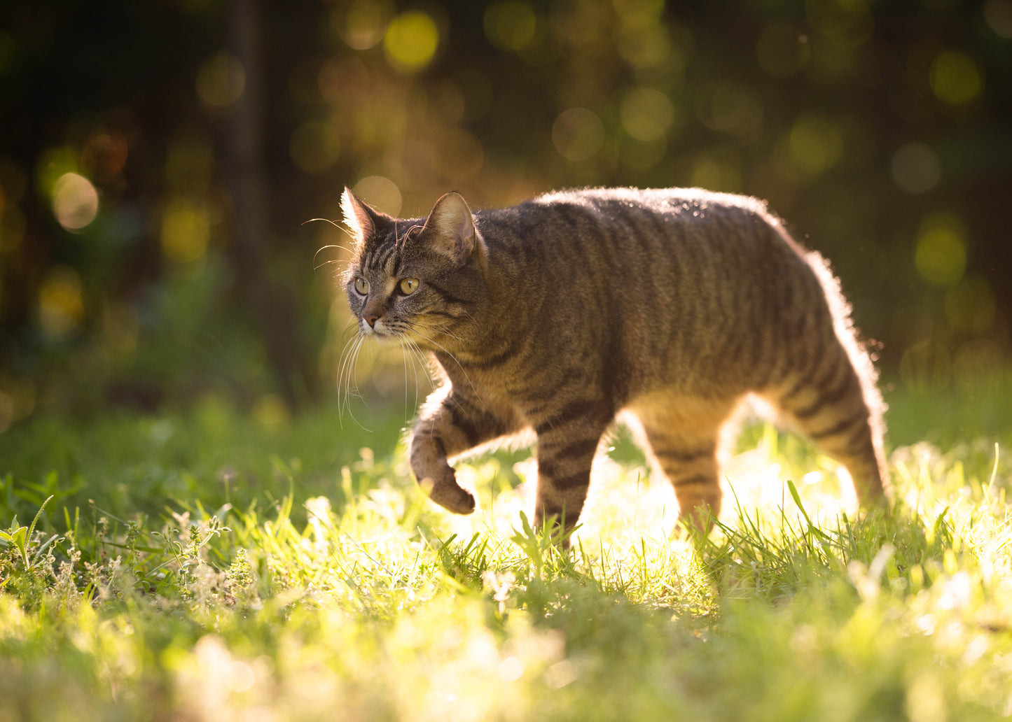 a cat not fouling in a treated area and not looking happy about it