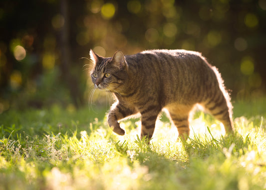a cat not fouling in a treated area and not looking happy about it