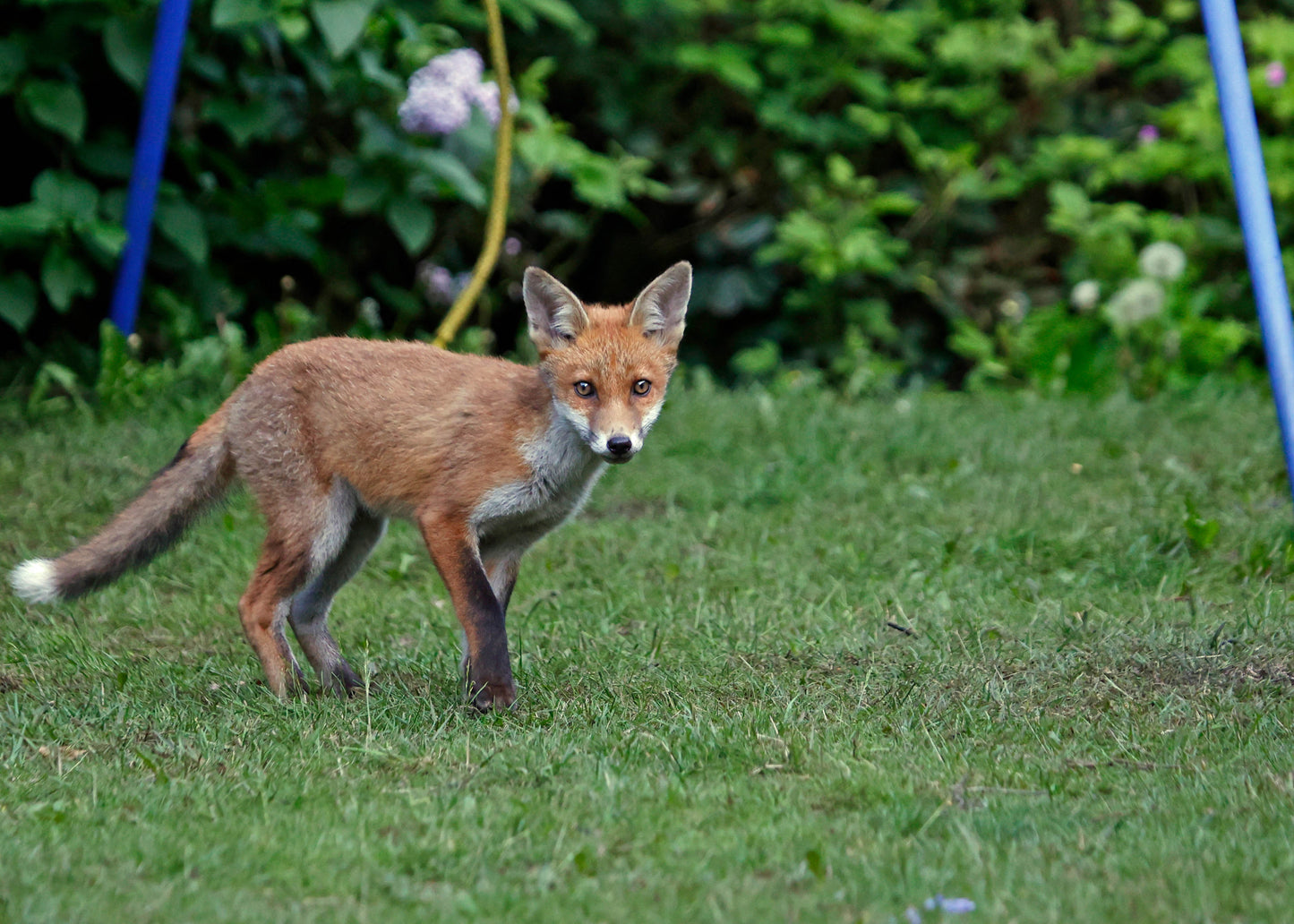 discourage foxes, dogs, cats & deer from gardens