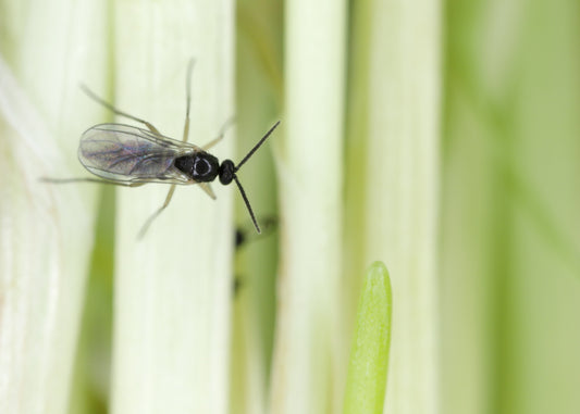 fungus fly can be controlled with sticky surfaces or with our nematodes that will naturally control the growth of larvae