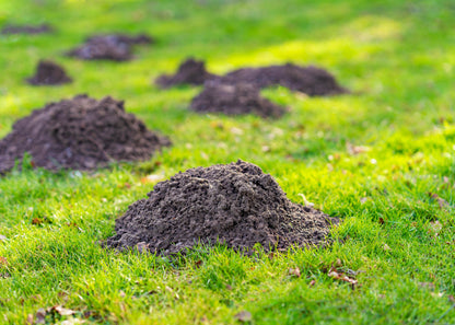 moles hills in a garden which would be stopped by using our mole repellent