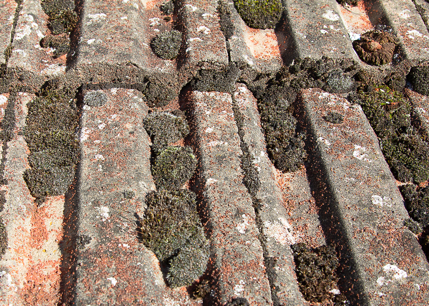 moss growing on a pitched roof