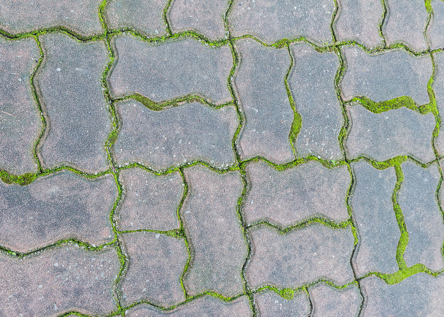 brick driveway with green between the bricks. this surface can be cleaned with Baticlean ECR