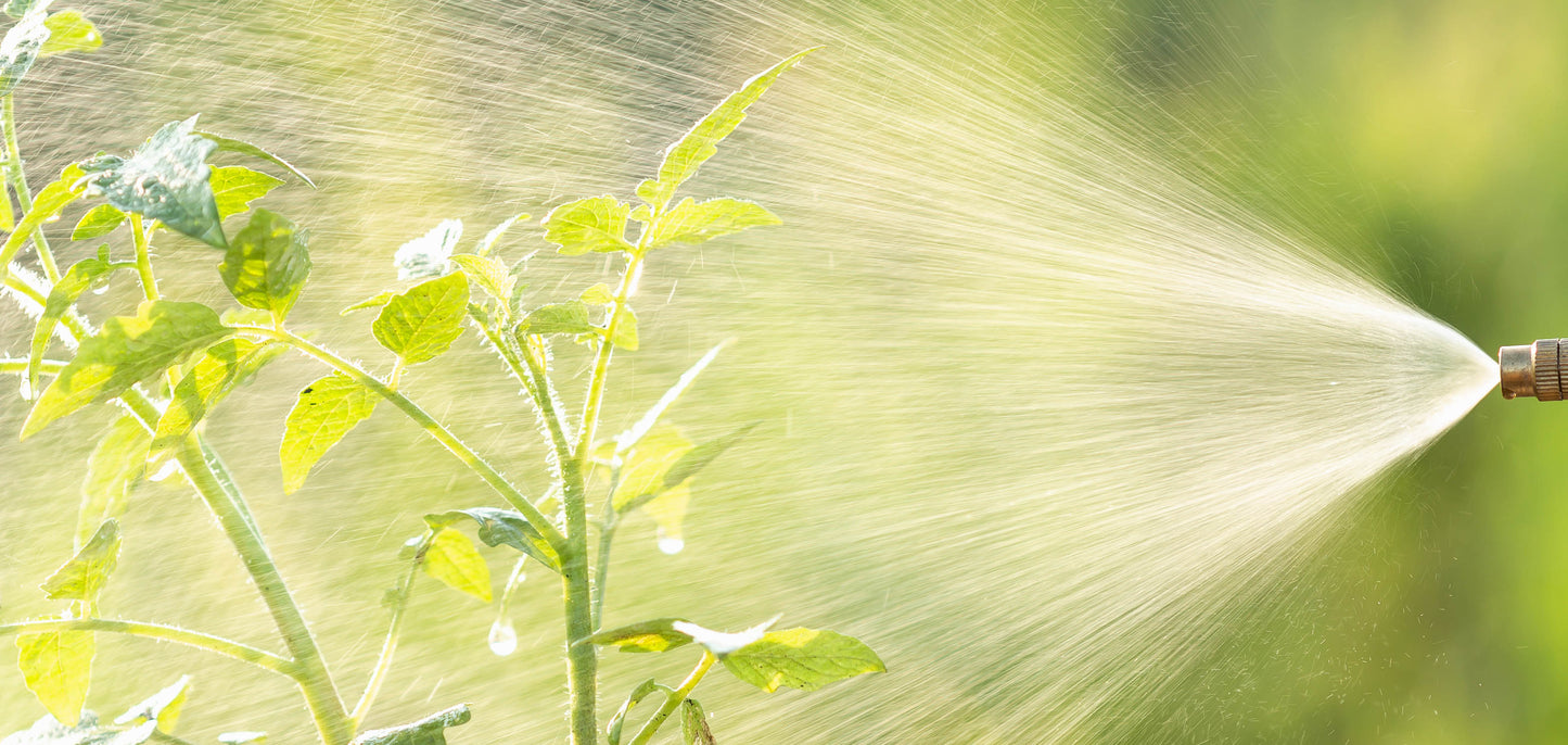 spraying a liquid onto a plant