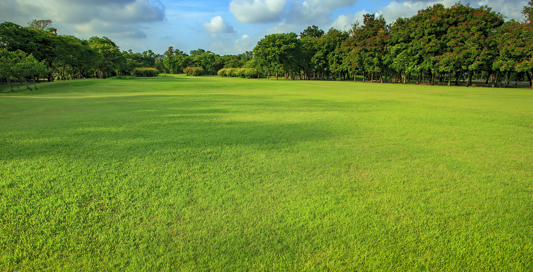 What is killing my lawn?