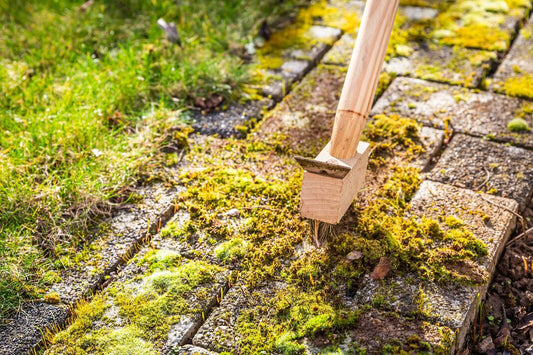 Why Moss is Worse in the UK Than Other Countries (and what you can do about it)