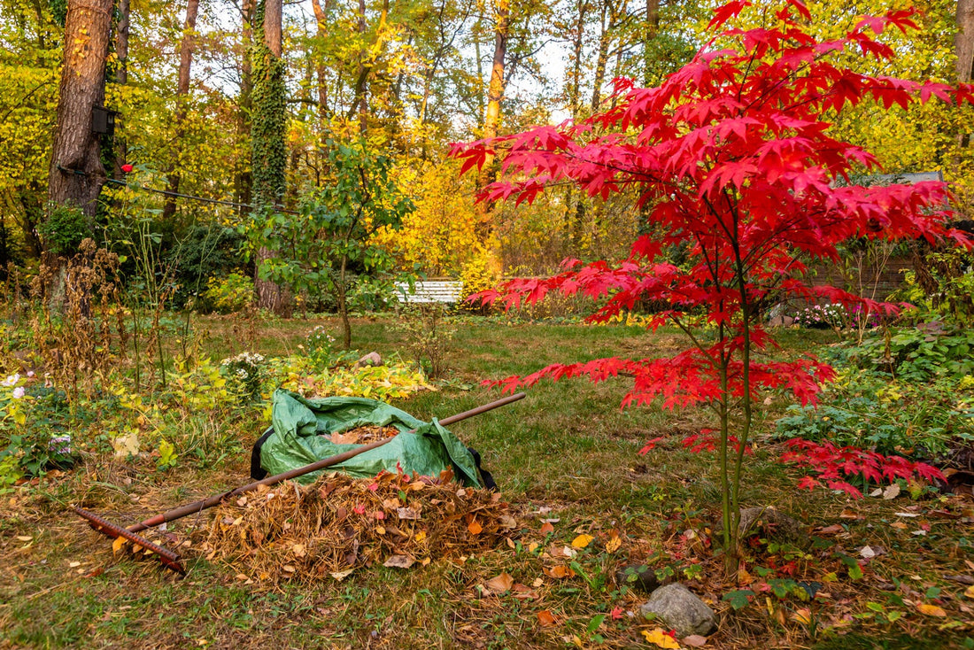 Preparing Your Garden for Winter: Essential Tips for Autumn