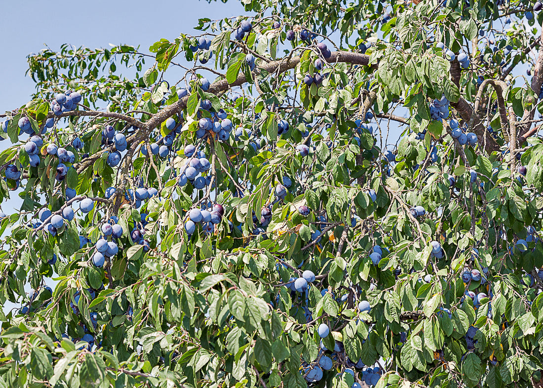 plum tree with fruit that can be targeted by the plum moth