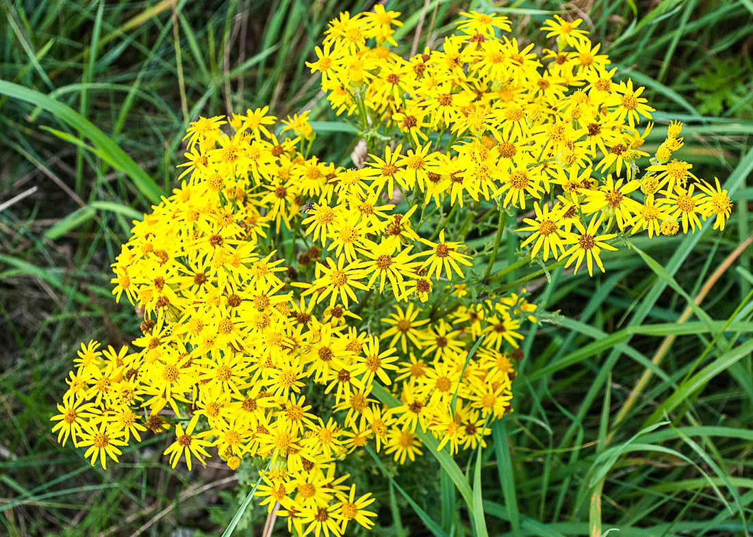 ragwort, bright colour & beautiful flowers