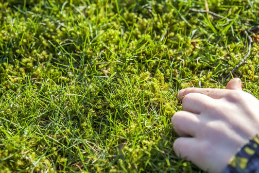 The Quick Lawn Care Checklist: How to Start the Season Right