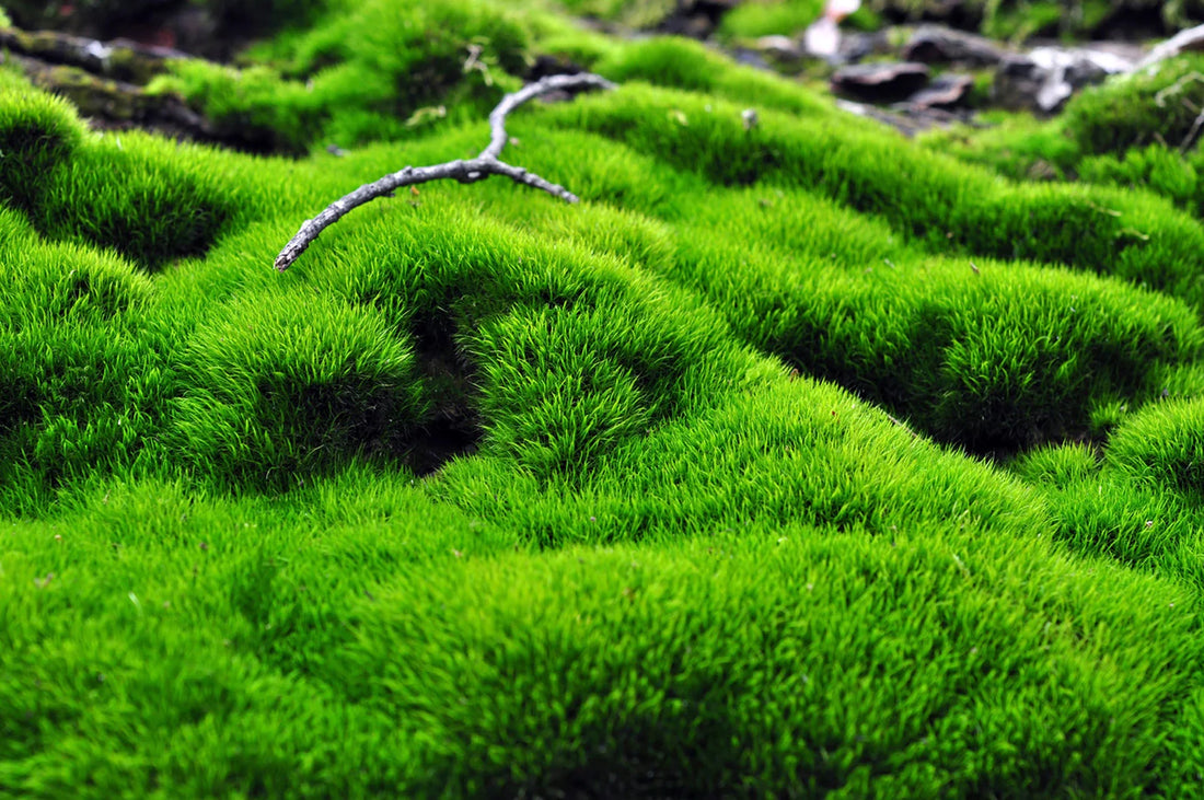 How Moss Reproduces and spreads