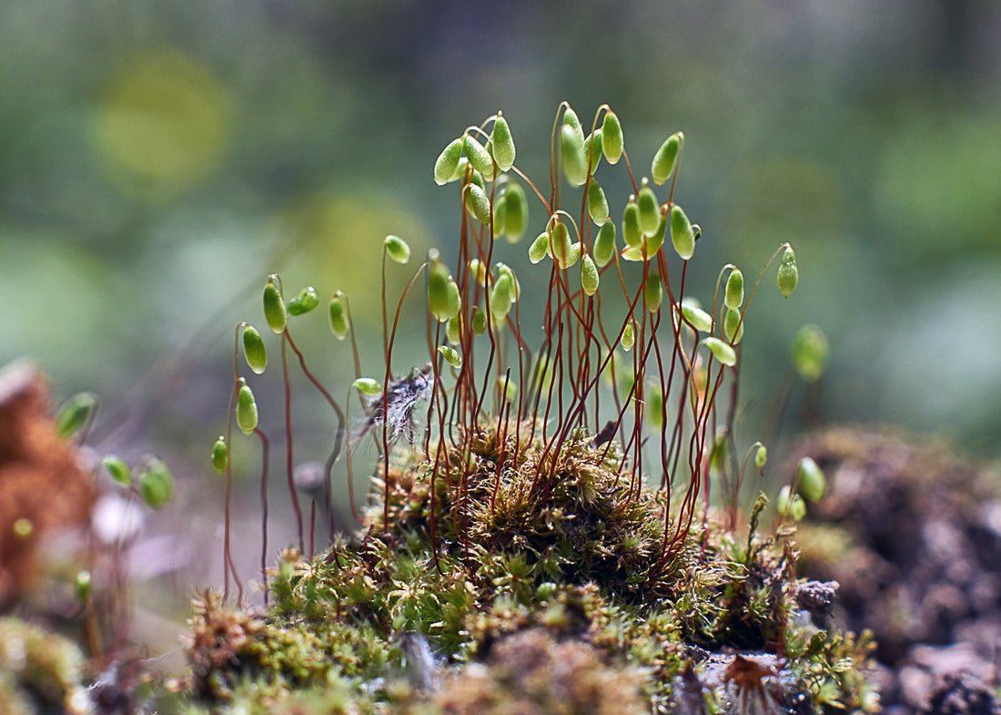 Moss growing on a rock. Moss can grow in unusual places.