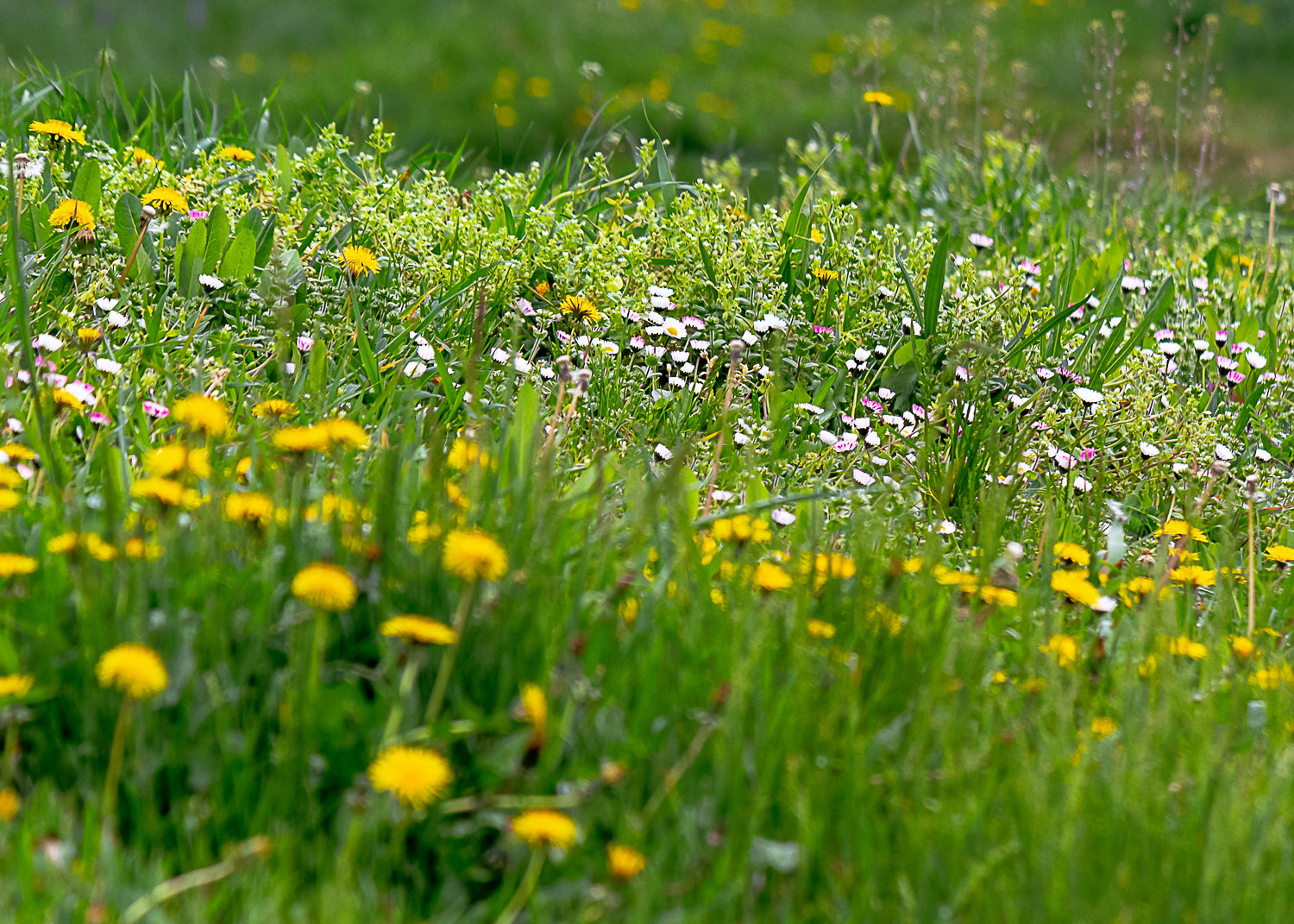 kill weeds & fertilise soils but maybe not kill all weeds as they are all plants for nature to live from