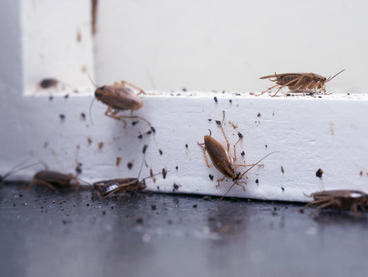 photo showing cockroaches which can be controlled with our insect powder