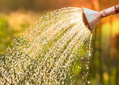 asparagus beetle nematodes can be applied with a watering can which makes the application of the beetle killer quick and easy