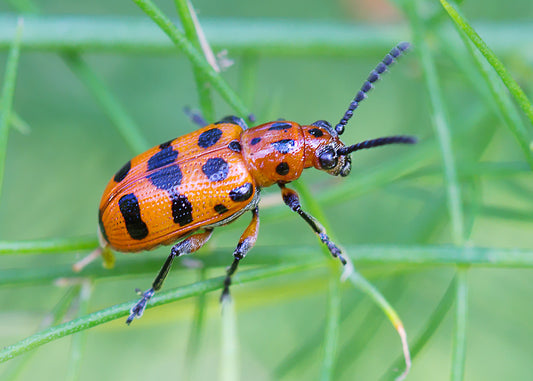 asparagus beetle can be a pest so our products will help to deter them