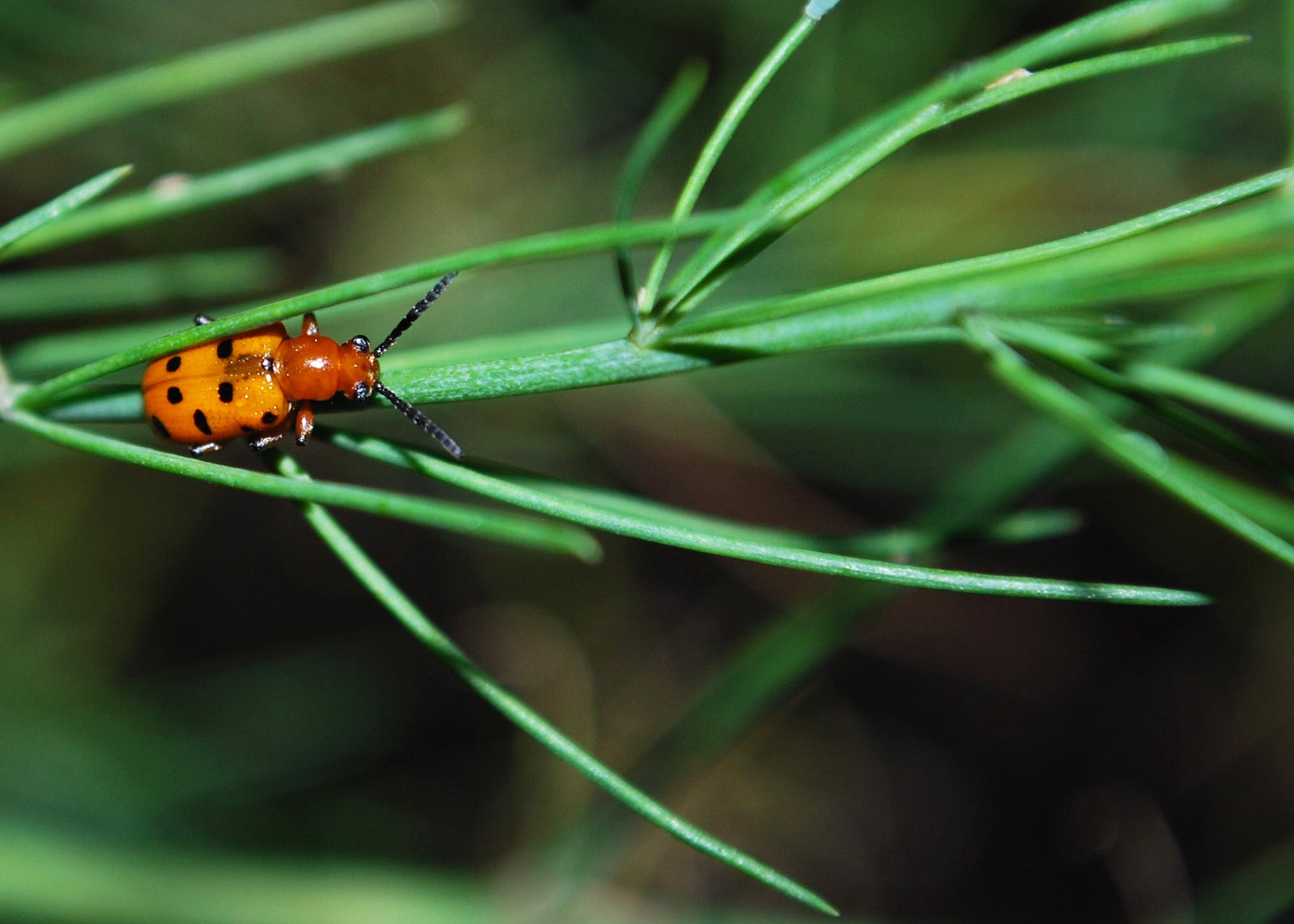 asparagus beetle sitting in the foliage of an asparagus plant