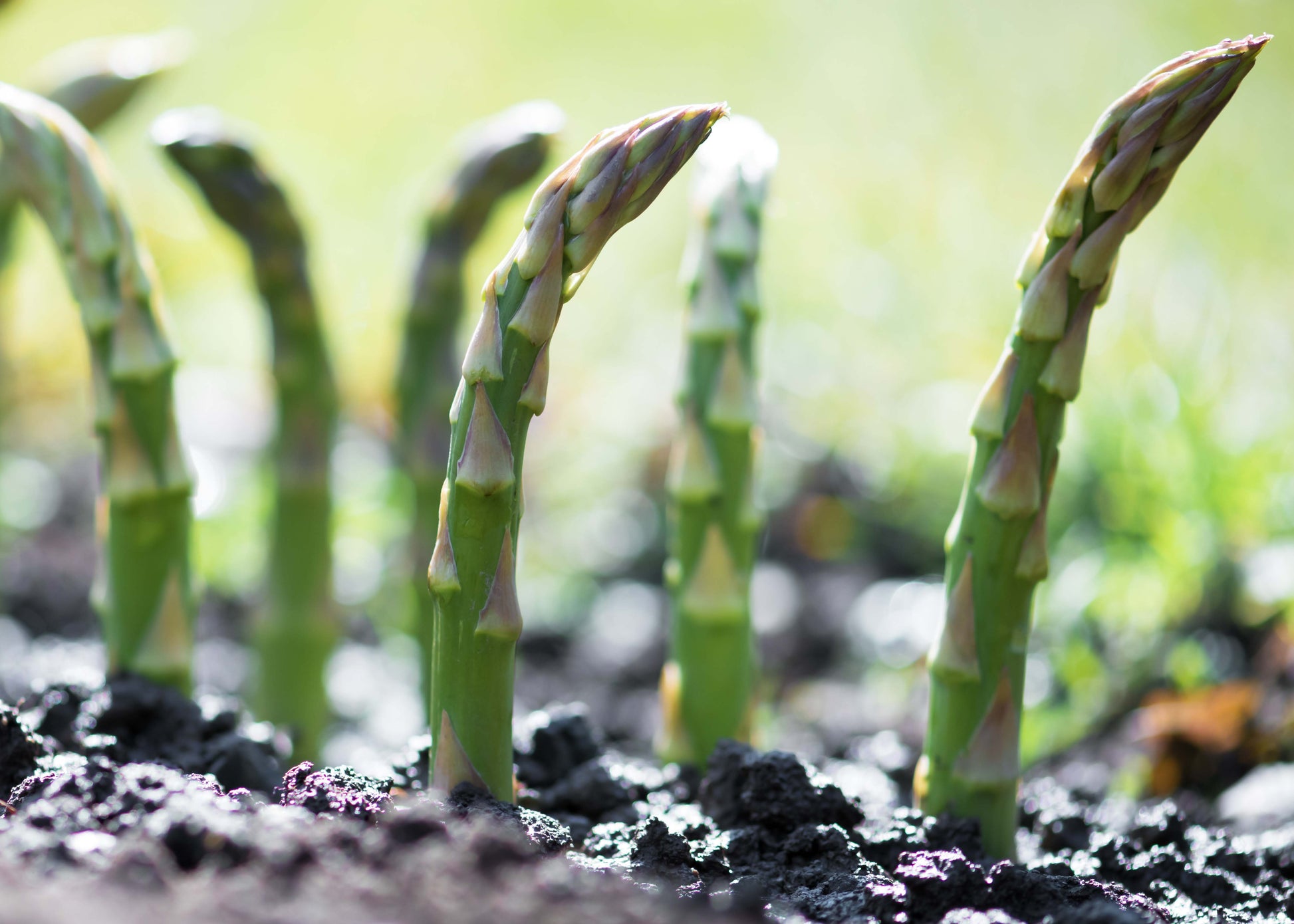 asparagus spears growing, these can be protected with asparagus beetle nematodes