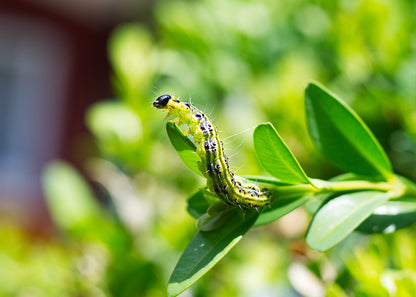 box tree caterpillar upon a tree. infestations of this caterpillar can be controlled by using our nematodes