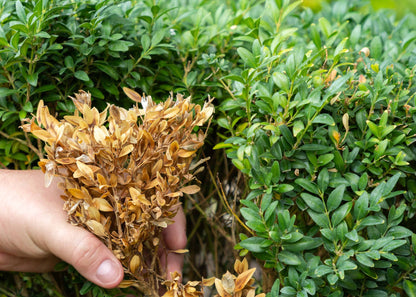damage to a box tree following an infestation of the box tree caterpillar which can be controlled with our nematodes
