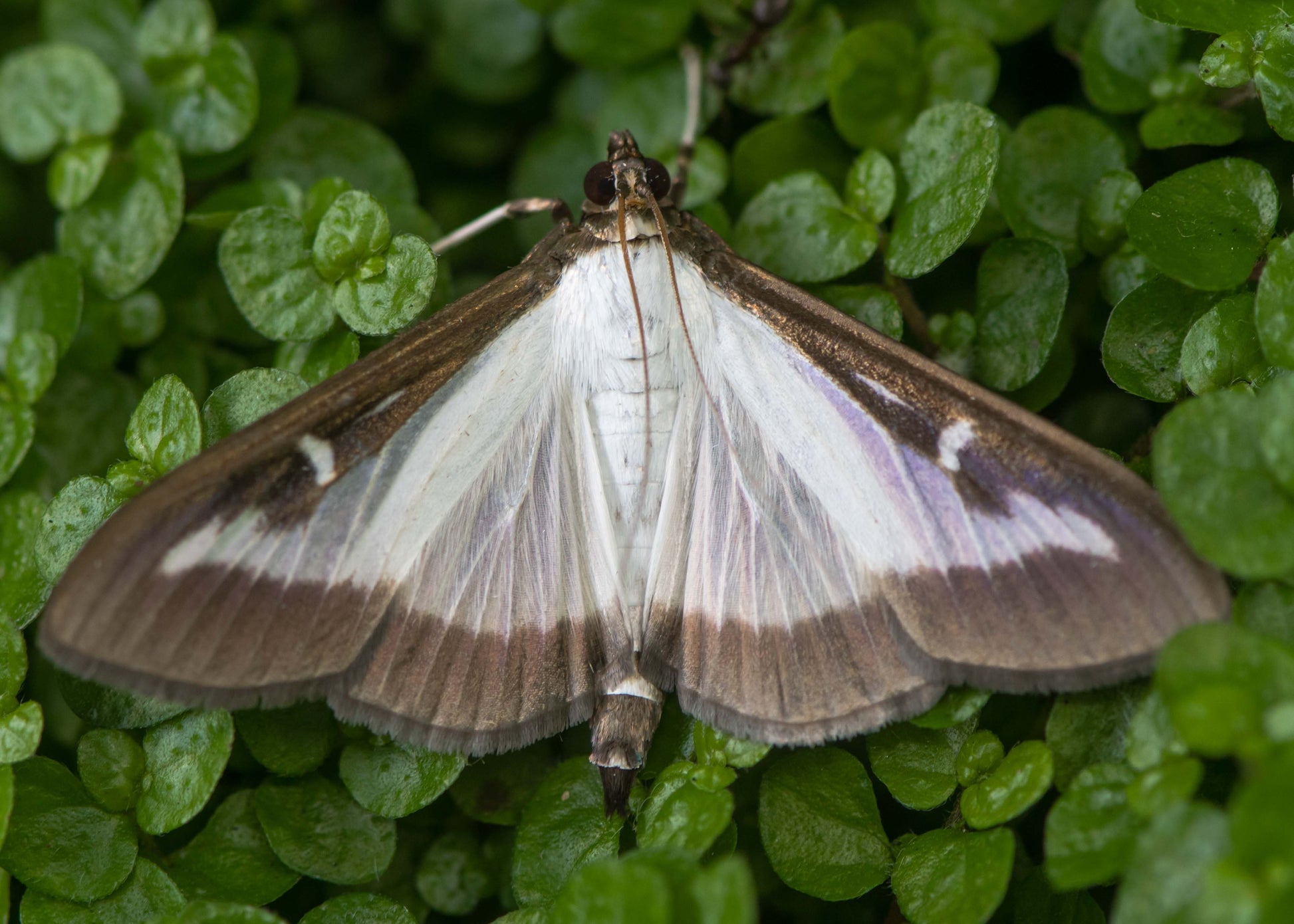 photo of the box tree moth