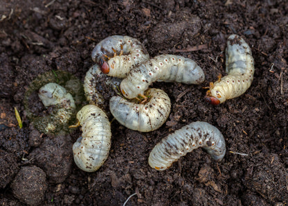 chafer grubs shown in soil, these can be killed with our nematode treatment