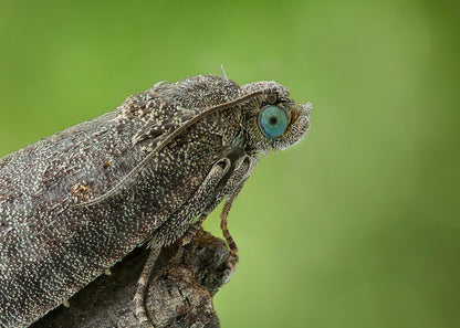codling moth which can infest fruit trees but can be controlled with our nematodes when sprayed upon areas