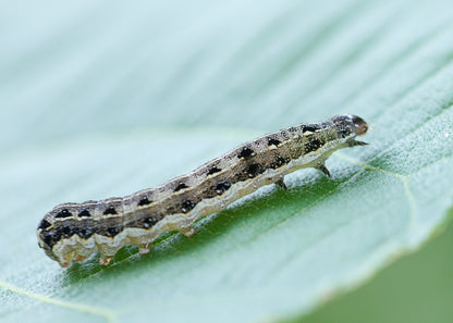 cutworm caterpillar that can be controlled by spraying our nematode treatment