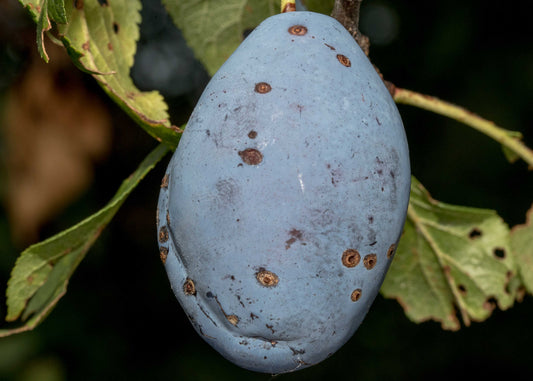 A plum that is showing damage caused by the larvae of the Plum Fruit Moth which can be controlled using our Plum Fruit Nematodes