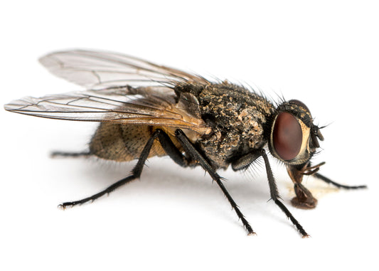 a flying insect that can be controlled with the application of our insect powder