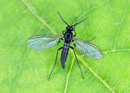 fungus gnat sitting on plant leaf and can be controlled with our fungus fly killer nematodes