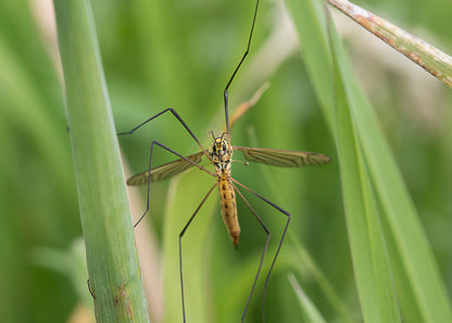 crane fly which produce the leatherjackets that can be controlled with our nematode treatment