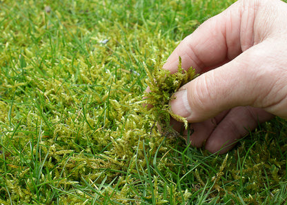 photo of moss being picked out of a grassed area. Our product will kill moss and break it down so there is no requirement for rinsing.