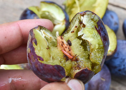 Plum Fruit Moth larvae within a plum. Fruit can be saved with the use of our Plum Fruit Moth Nematodes