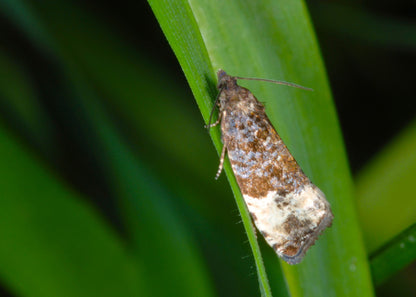Plum Fruit Moth the larvae of which burrow into plums and cause damage to the fruit. Plum trees can be protected with our nematodes.